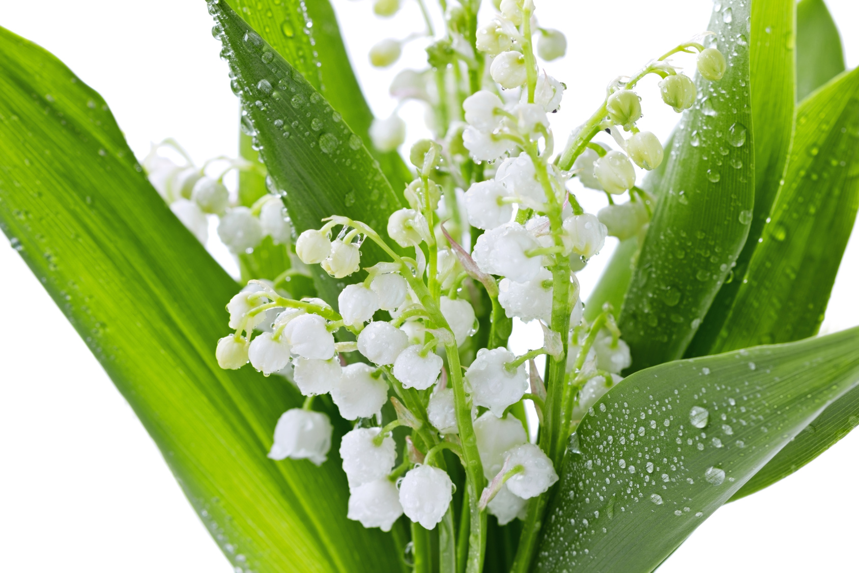 Quelles relations entre le muguet porte-bonheur et le défilé du 1er Mai ?